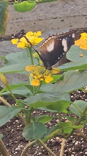 1K views | Butterflies have a curious tongue—a long, tube-like proboscis they use like a straw to feed on nectar! And as graceful as they are… they’re still insects, just like cockroaches!  曆✨ #Butterflies #InsectFacts #NatureIsCool #WildlifeWonder #ScienceNorth | Science North & Dynamic Earth | Facebook