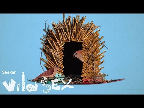 Male Bowerbirds Seduce Females with Interior Design Skillz