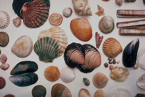 Are seashells the only kind of shell? [2025] | QAQooking.wiki