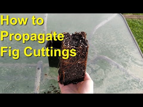 How to ROOT Fig Cuttings with GREAT SUCCESS
