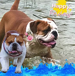 #fridayvibes #bullybreed #bulldog | Diamond Bar Kennel