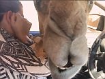 Cheeky camel sticks its head into car and scoffs entire food bag