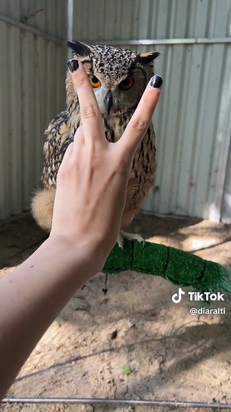 Owl Reactions: Adorable Moments with a Cute Owl