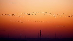 India, vast and diverse, is a true treasure trove of natural wonders and fascinating spectacles. Among these, the sunsets and the migration of demoiselle cranes stand out particularly. Every evening, the sunset in India offers an unforgettable show. Whether on the golden beaches of Goa, in the deserts of Rajasthan, or in front of the majestic Taj Mahal, the setting sun paints the sky with vibrant shades of orange, pink, and purple. This transition from day to night, filled with serenity and beau