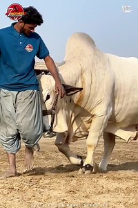 1K views · 95 reactions | JB BAT KHASS KI HO TU CHOLISTANI LOVER KY LIYA KCH KHASS HAI  PRESENTING  BOMBER 7 BROTHERS CATTLE FARM  For Details : 0313 2587177 #anasphotography #7brothercattlefarm #season24 | Pakistan cattle market | Facebook