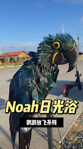 Noah's sunbathing #parrot #parrotlover #hyacinthmacaw #pet | Gabriel Wang