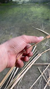 Cắm câu bằng lưỡi câu gai tre | Nguyễn Tường Daily