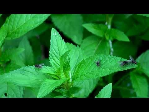 jeu pour chat sur ecran mouche