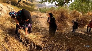 3.8K views · 105 reactions | Harvesting wheat by nomads - nomads of iran | Outdoor Cooking | Facebook