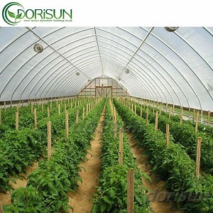 [Hot Item] Indoor Agricultural Commercial Greenhouse Tomato Single Span Green House