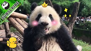 #PandaTop3 Girl panda Qi Yi has born with the skill of leg-hugging, WiFi and router on her head and the latter two need resetting time to time. | iPanda