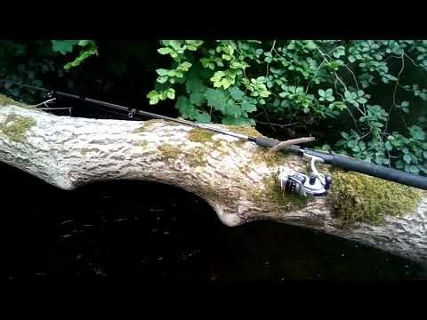 Trout fishing at the river mole ( north Devon area)