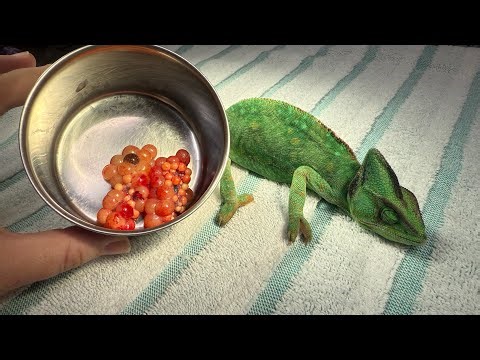 Chameleon spay surgery (follicle stasis)