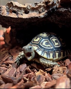 Fig is a very busy tortoise 🌺🐢 | Furry Tails