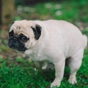 What to do when a puppy has diarrhoea? ▷➡️ Postposm