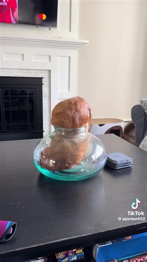 931K views · 10K reactions | Oyen kalo lagi gabut | Ikatan Kucing Indonesia (IKI) | Facebook