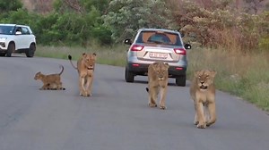 40K views · 530 reactions | Lion cubs playing and wrestling while parents walks on #AfricanBushKingdom KNP  | African Bush Kingdom | Facebook