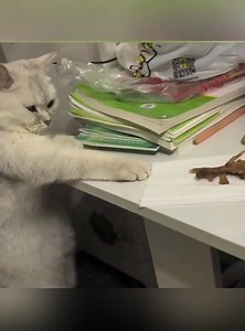 Caught a cat stealing food 😂🥰 https://pets-community.site/the-hilarious-moment-a-sneaky-cat-steals-dinner/ | Paws and Pinot