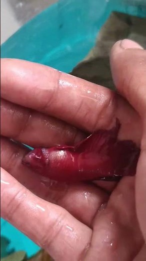 Dropsy #bettafish #fighterfish