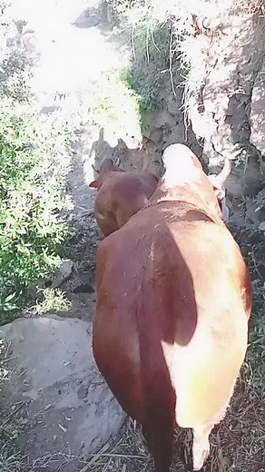 Anwar said on TikTok