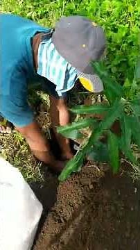 How to apply Basal Fertilizer