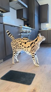 462K views · 25K reactions | Compilation of dancing and hugs 勺勺 | Chloe the Serval | Facebook