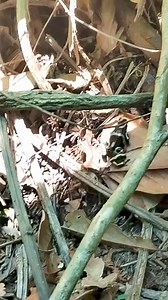 GAIA Hotel & Reserve on Reels