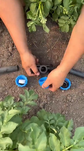 Installed a garden sprinkler🥔 | Pandasakha Fans