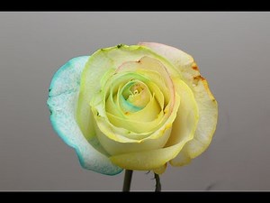 Rainbow Rose Time Lapse