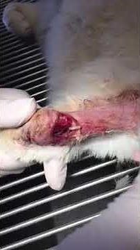 Flushing maggots out of a cat wound