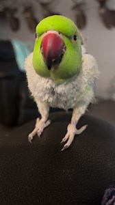 Good thing the Pink Princess Petey knows where to land! Yoda was gonna get her! | Yoda, the naked IRN