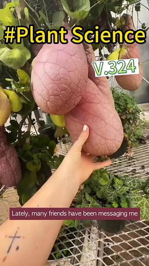 Giant Dutchman's Pipe #plantscience #flowerworld #wildflower #flowerlovers #plantcare #naturelover #climbingplants | John Cole