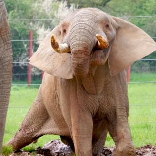 Check out Shaka the elephant enjoying the simple pleasure of a mud wallow at Noah's Ark Zoo Farm 🐘💚 | BIAZA