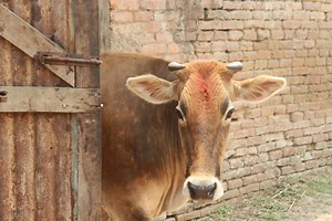 The Longaberger Company: History, Legacy, and Impact