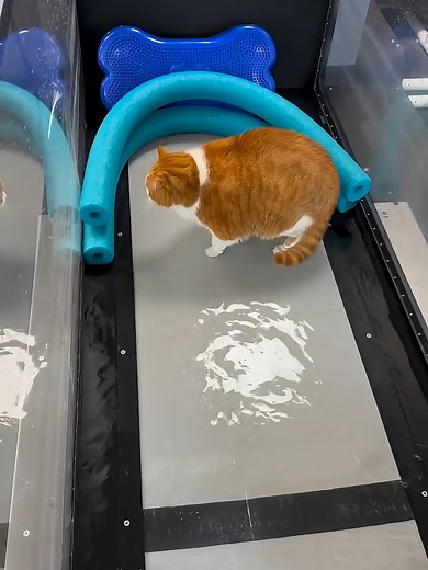 太りすぎの猫を水中でやせさせる方法（ウォータートレッドミル）