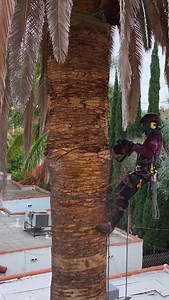 Tight access, zero room for error. 🌴 This 60ft date palm was wedged between two homes in Hollywood and had begun pushing against the foundation, creating a serious structural risk. With minimal access to the backyard, our crew brought in a crane to safely dismantle the tree piece by piece from above. Every cut was carefully rigged and lifted out to avoid damage to either home, nearby structures, or utilities. What started as a hazardous, foundation-threatening palm is now a clear and secure spa