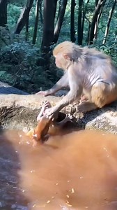 1.9K views · 2.6K reactions | Jeito bruto de macaco dar banho em seu filhote #superreels #curiosidades #dicas #Noticia | Gil Ambires | Facebook