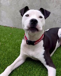🐾 Puffy 🐾 Introducing Puffy, a delightful mixed breed pup with a heart full of love and a spirit ready to play! Despite his young age, Puffy shows a remarkable maturity, mastering commands like "sit" and "lay down" with the promise of treats. 🤓 But, the quickest way to Puffy's heart? A good old-fashioned belly rub. Puffy adores his toys and cherishes being in the company of his human friends, showing just how loving and loyal he can be. 🦴💕 And here's some exciting news: Puffy is part of our