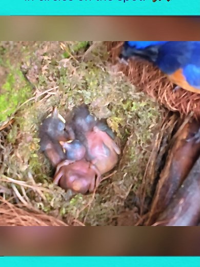 カッコウの雛鳥を回す父鳥の観察
