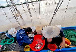 Mùa nước nổi miền Tây, lũ về là mừng, theo chân dân đầu nguồn An Giang đánh bắt cá đồng