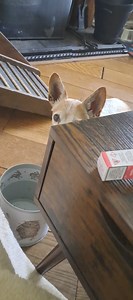 30 reactions | .. 廊 ...  ...  #poopinboots | Mr Scooby Doo and The Mousketeers | Facebook