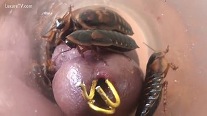 Formicophilia heaven as this guy lets cockroaches play with his dick