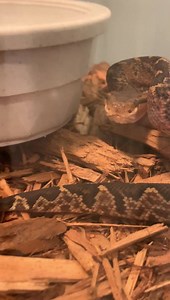 Young bushmasters (Lachesis muta). | Kentucky Reptile Zoo