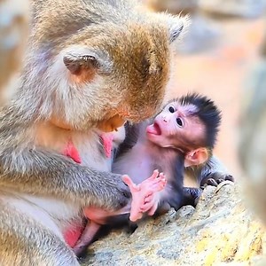 God Bless!! Mom Sippy stops nursing?? Mom warned so hard on newborn Sippo and cried so loud. #babymonkey #monkey #monkeys | Emery Monkey