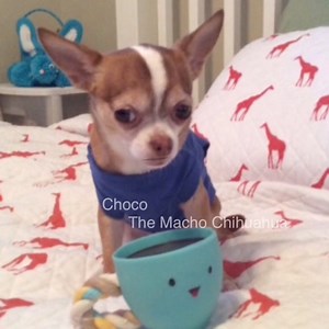14K views · 1.5K reactions | CHOCOs Charms, six of one half dozen ob anudder, respectfully submitted by my friend @Tracey MaddenOverman. Tap or press white arrow❤️ | Choco the Macho Chihuahua | Facebook