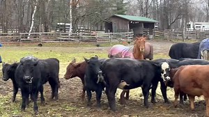 Just watching the mares & fillies …Communicate ❤️ … the Ears , have it …! 😂😂 | Cowgirl Up Ranch NY
