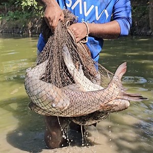 42K views · 230 reactions | Traditional Net Fishing - Lot Of Big Fish Hunting By Cast Net - Fishing In Village Pond (Part-81) #fishing #netfishing #fishingvideo | Fishing 24 | Facebook