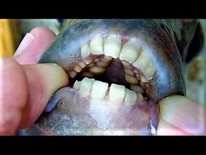 20 Epic Creatures with Terrifying Teeth