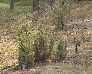 Wild juniper in coniferous forest. Natural plant view.