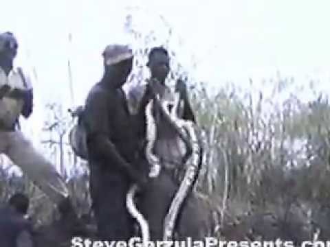 Royal Pythons, Python regius in their natural habitat.